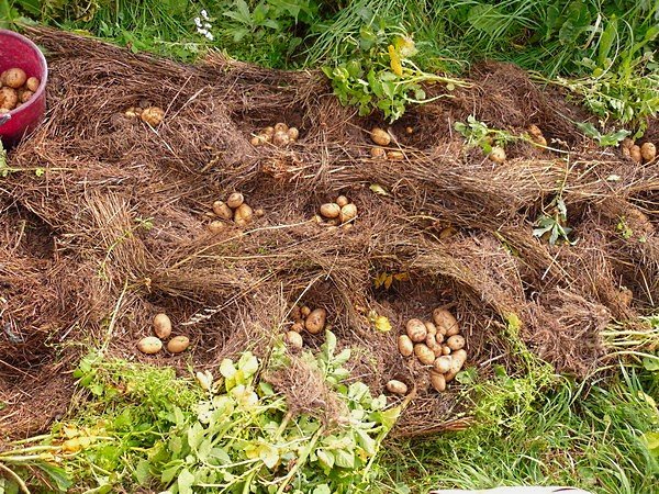 Посадка картофеля под зиму, преимущества и риски этого метода выращивания